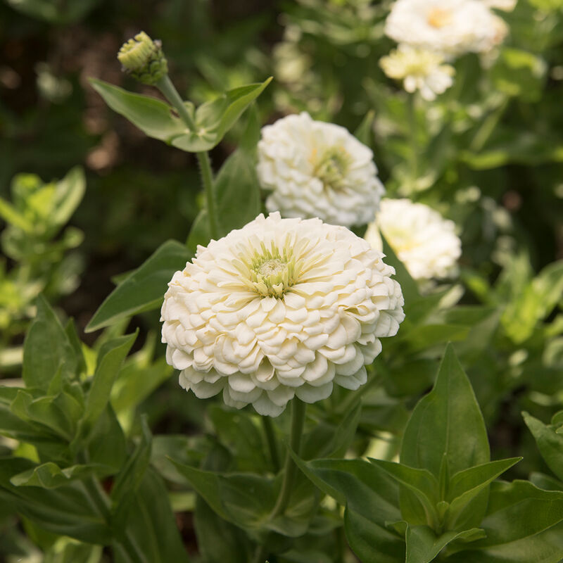 Zinnia