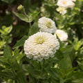 Zinnia