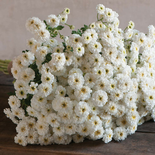 Feverfew