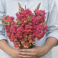 Snapdragon