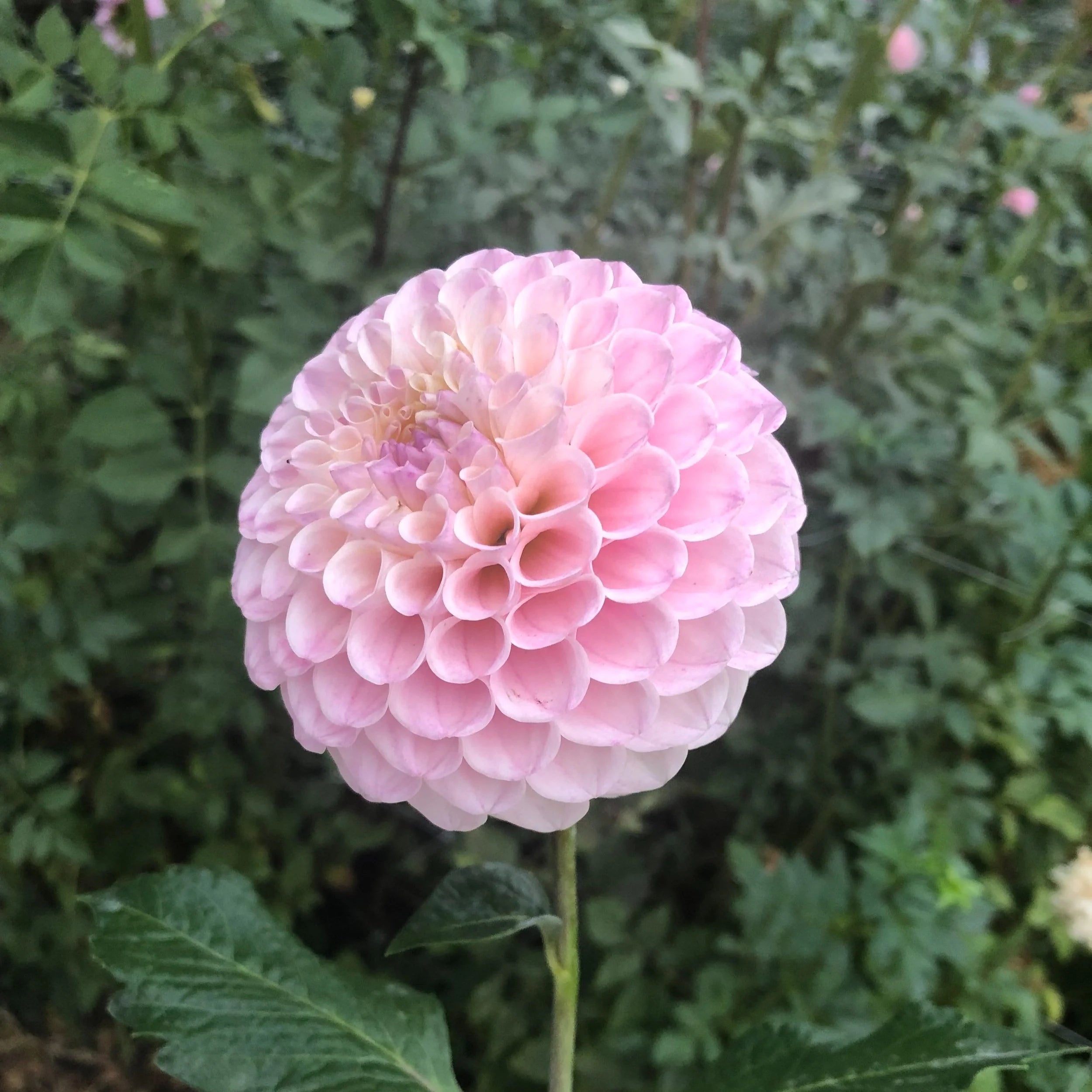Dahlia