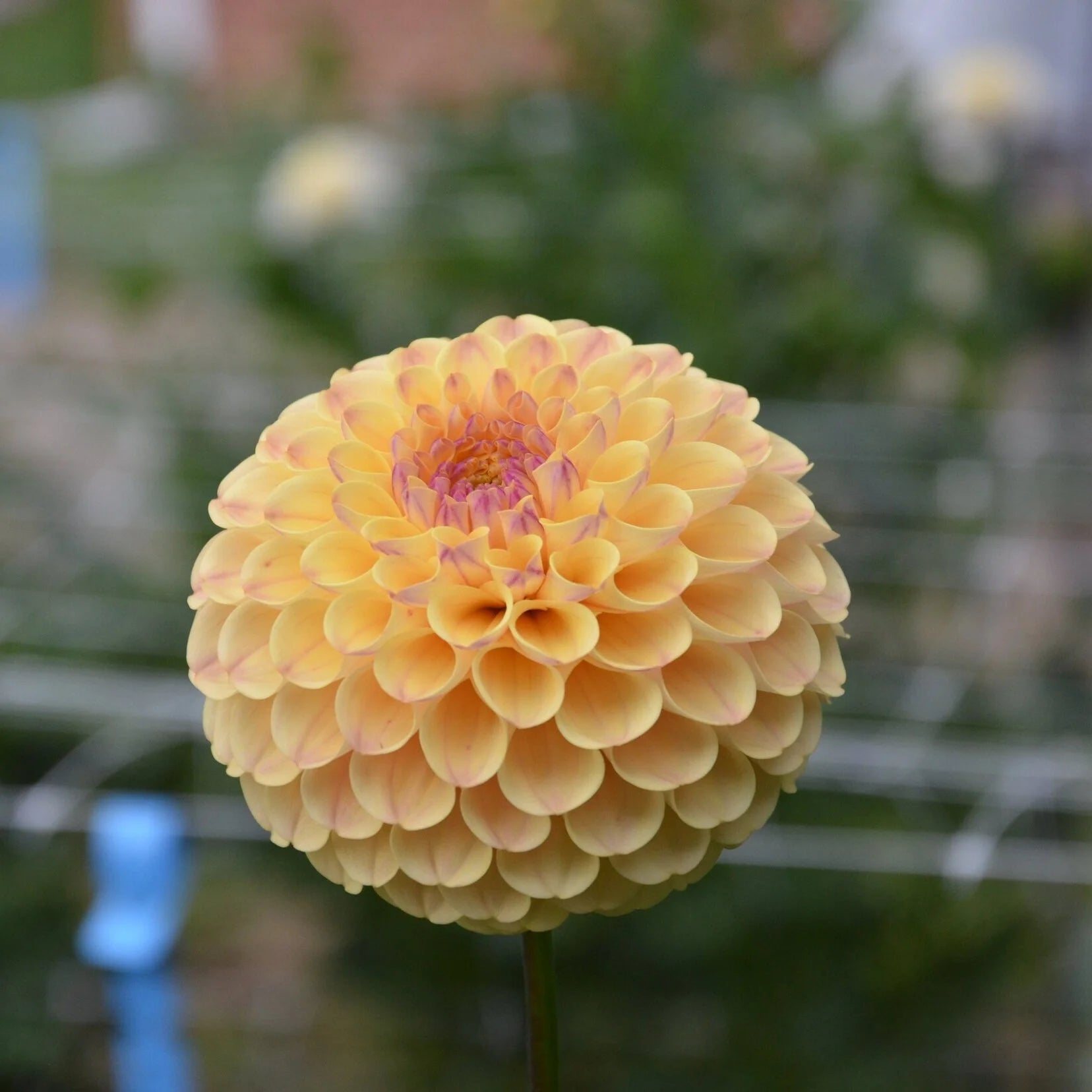 Dahlia