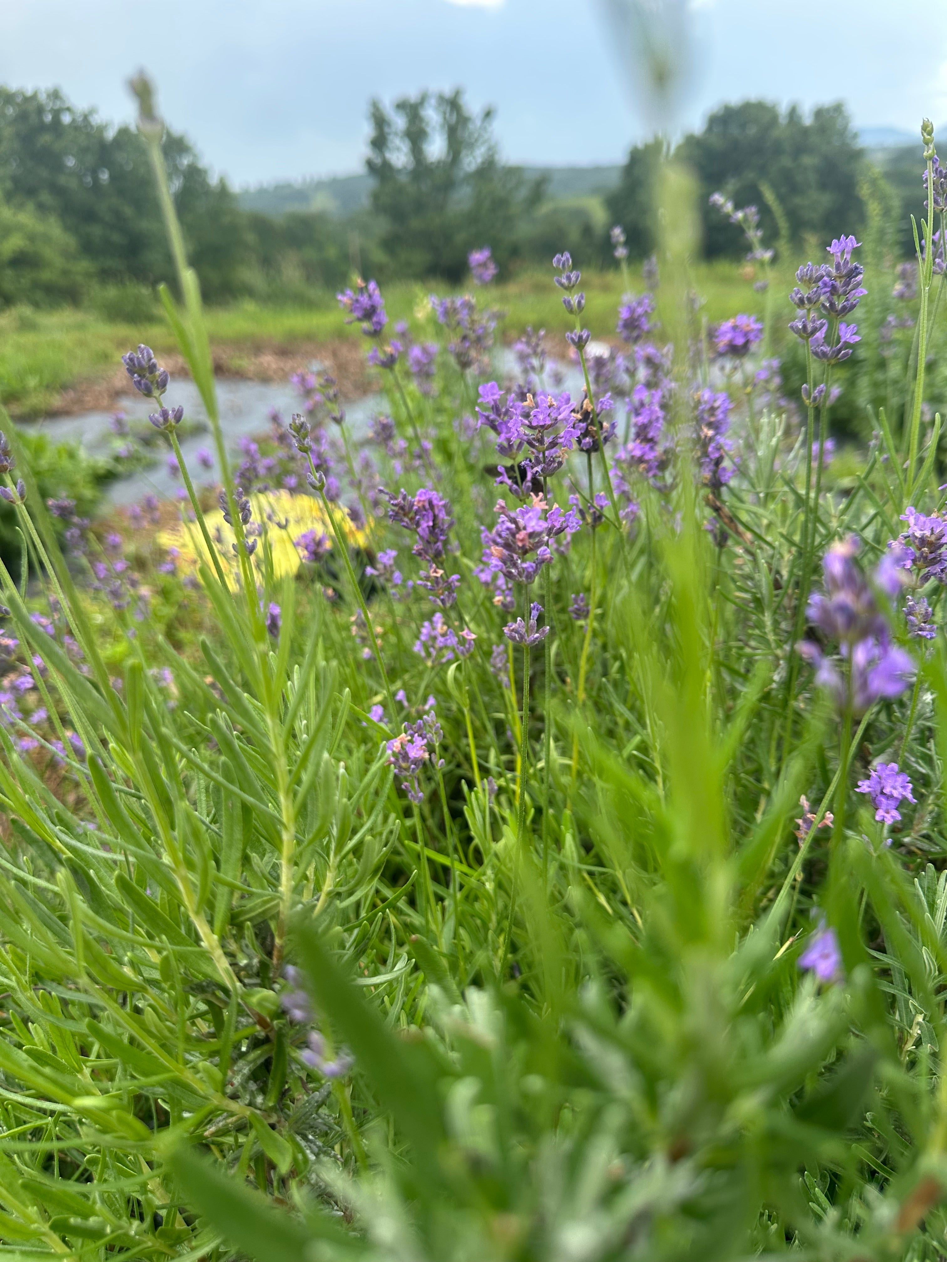 Lavender