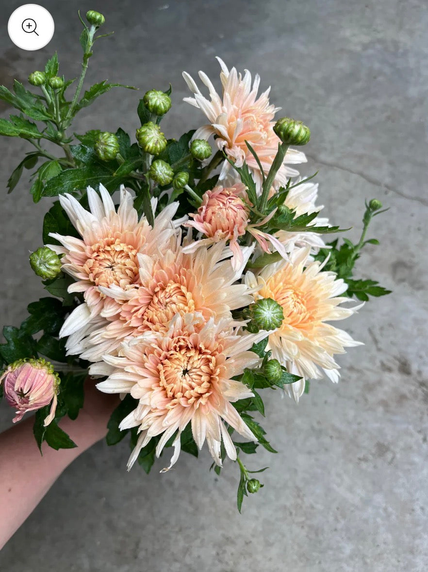 Fall Subscription