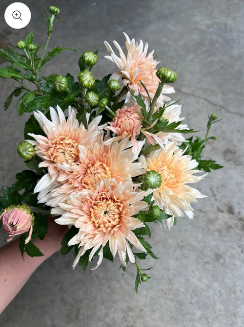 Fall Subscription