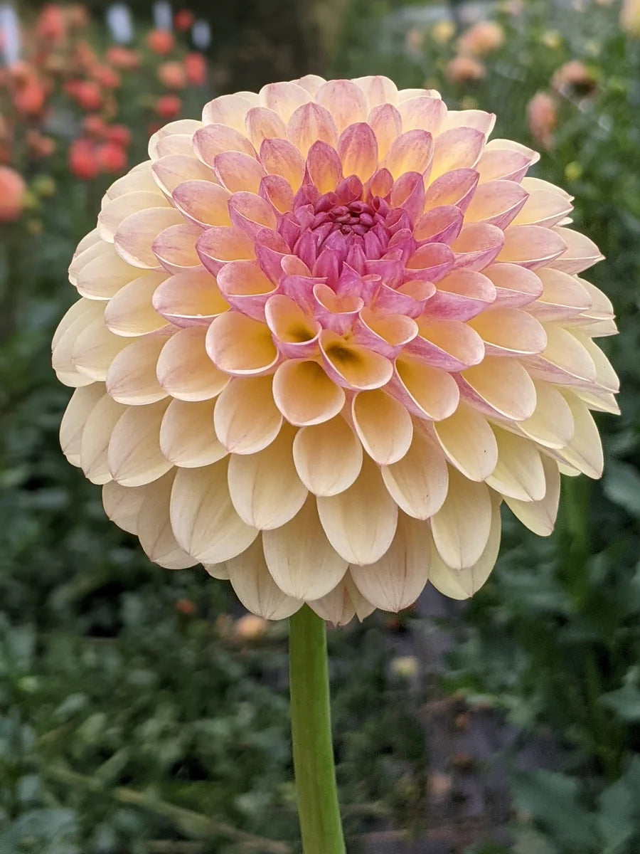 Dahlia