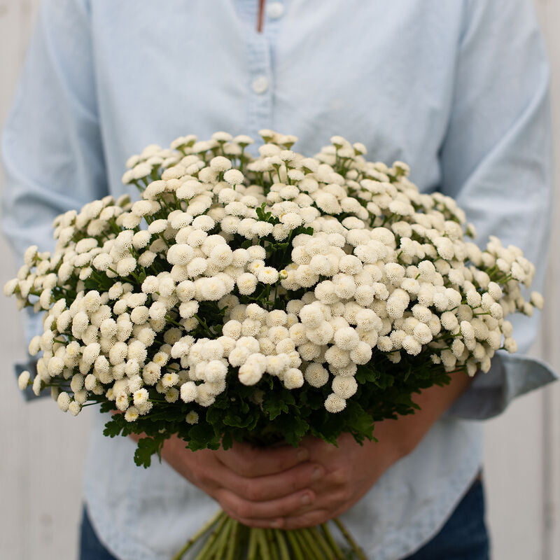 Feverfew