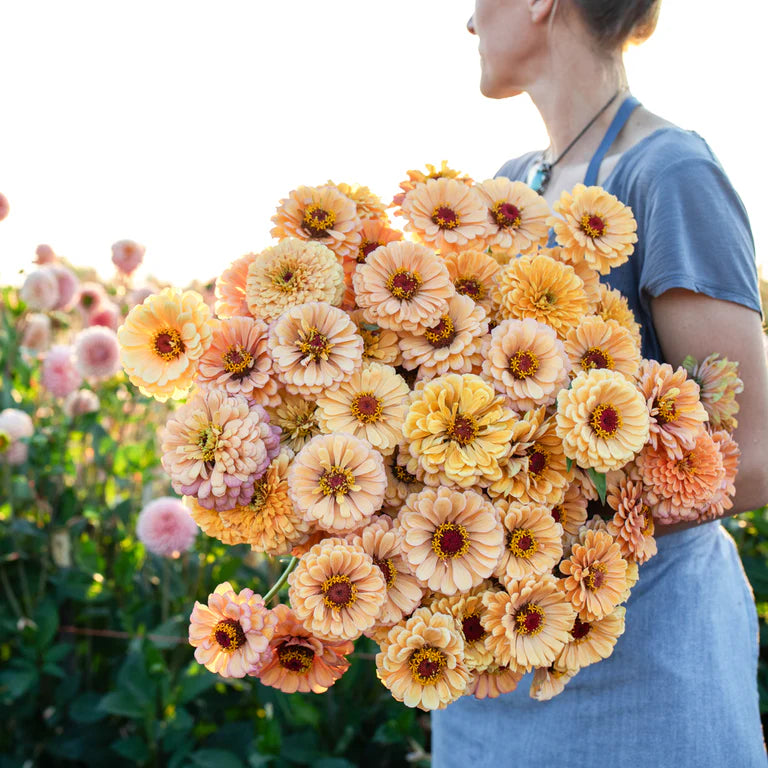 Zinnia
