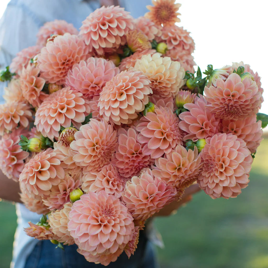 Dahlia