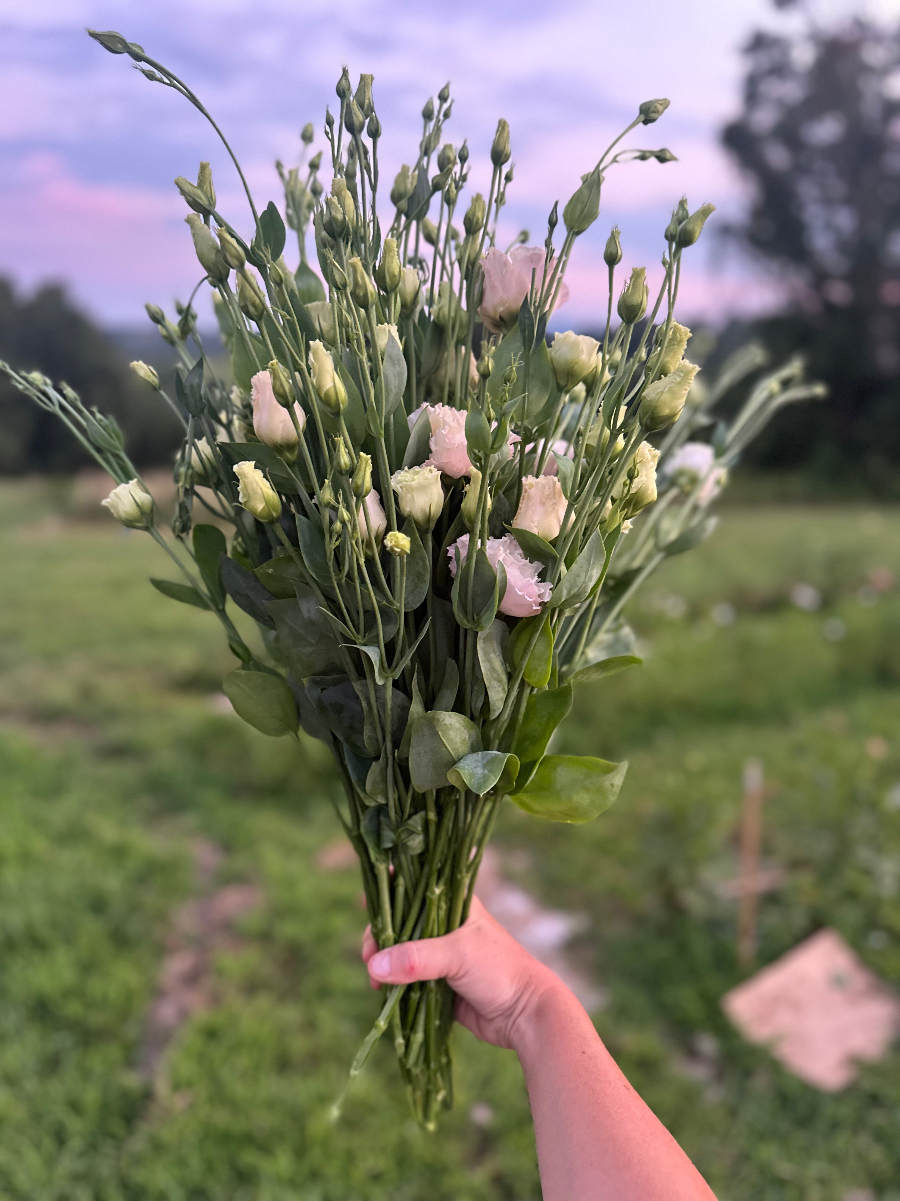 Lisianthus