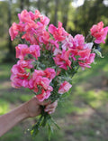 Sweet Peas