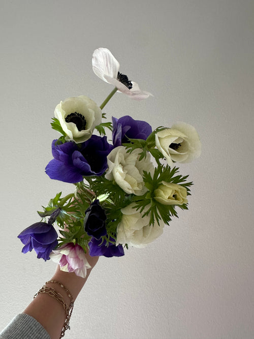 Anemone