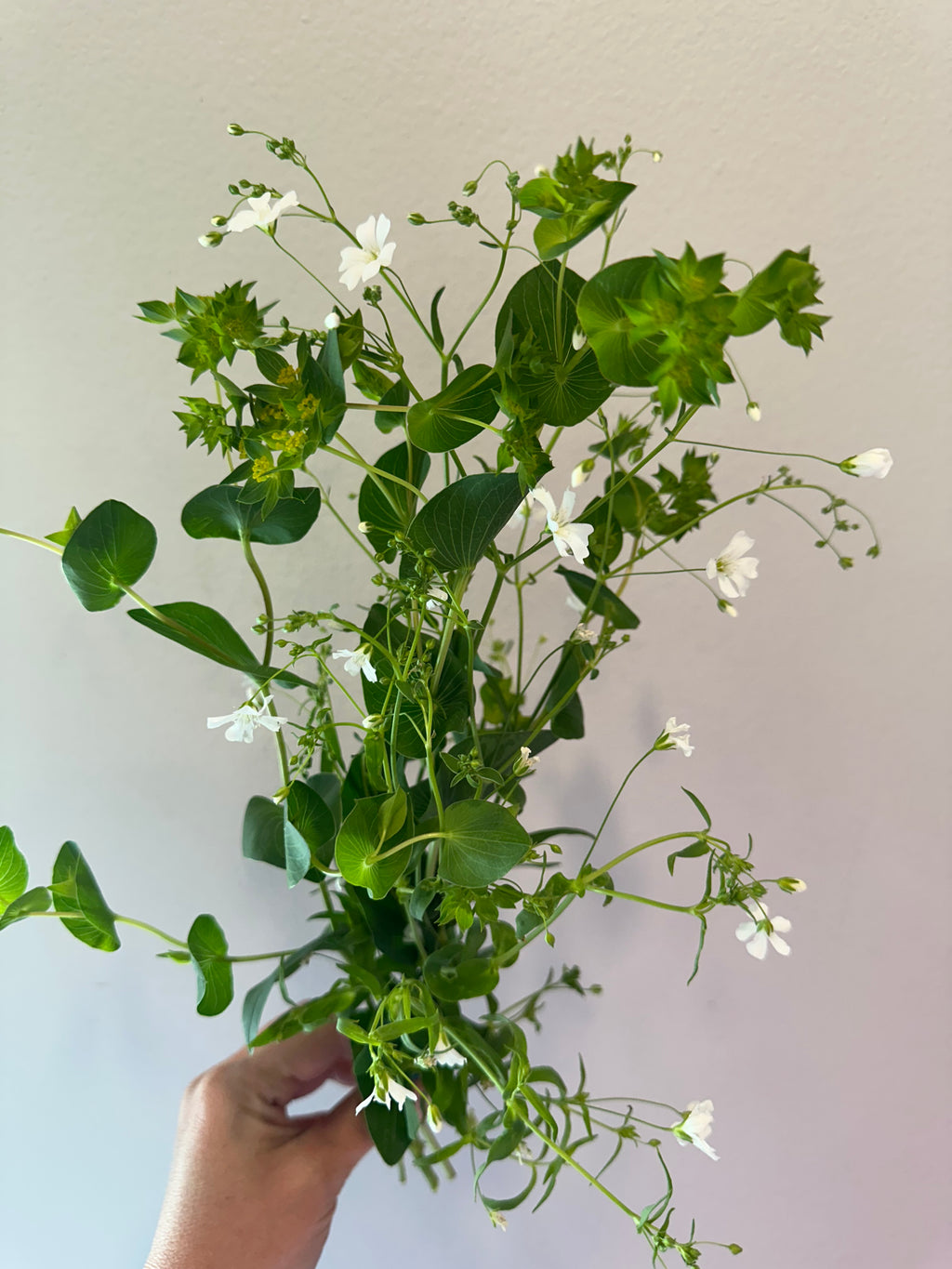 Gypsophila