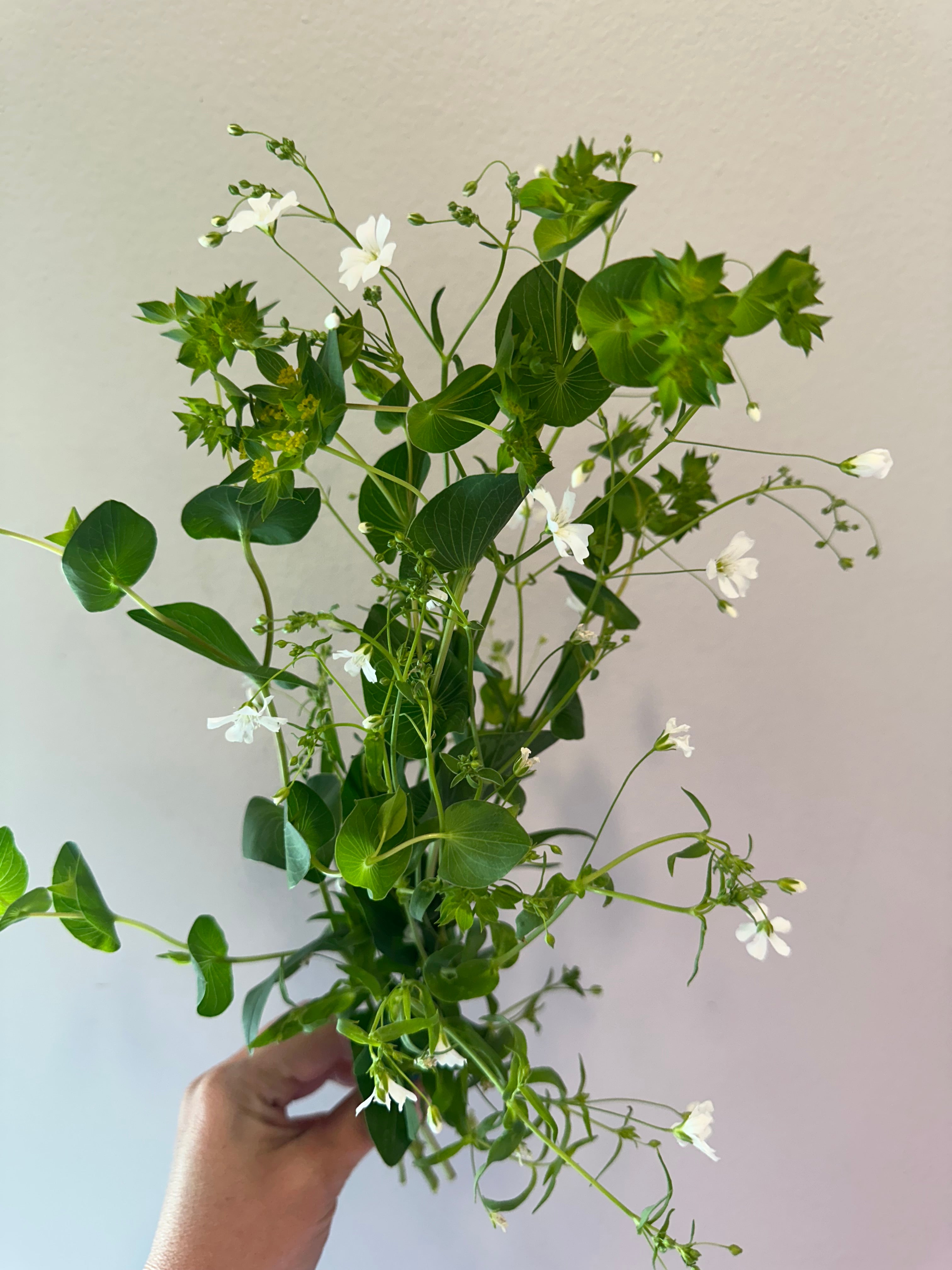 Gypsophila