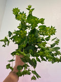 Bupleurum