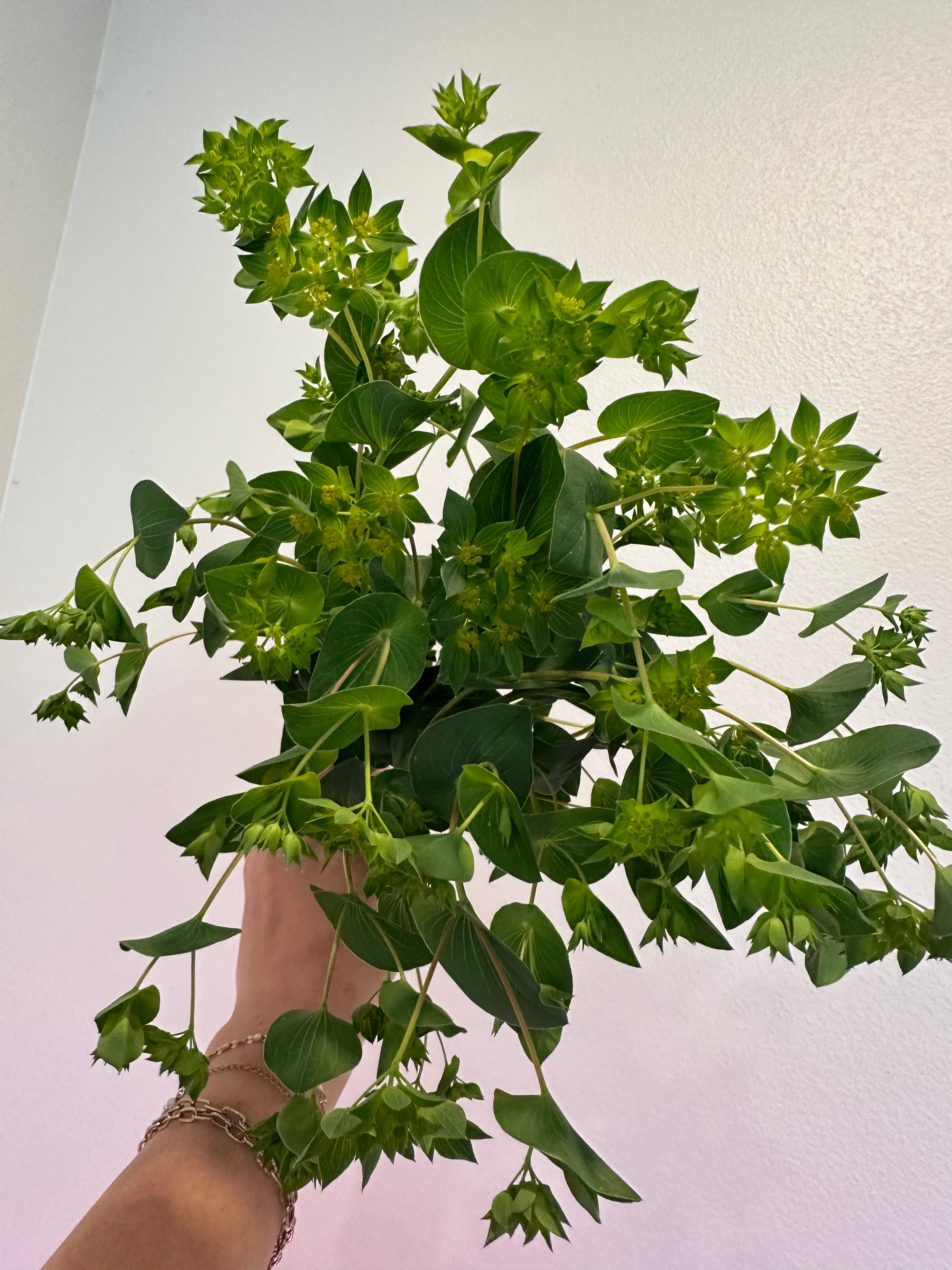 Bupleurum