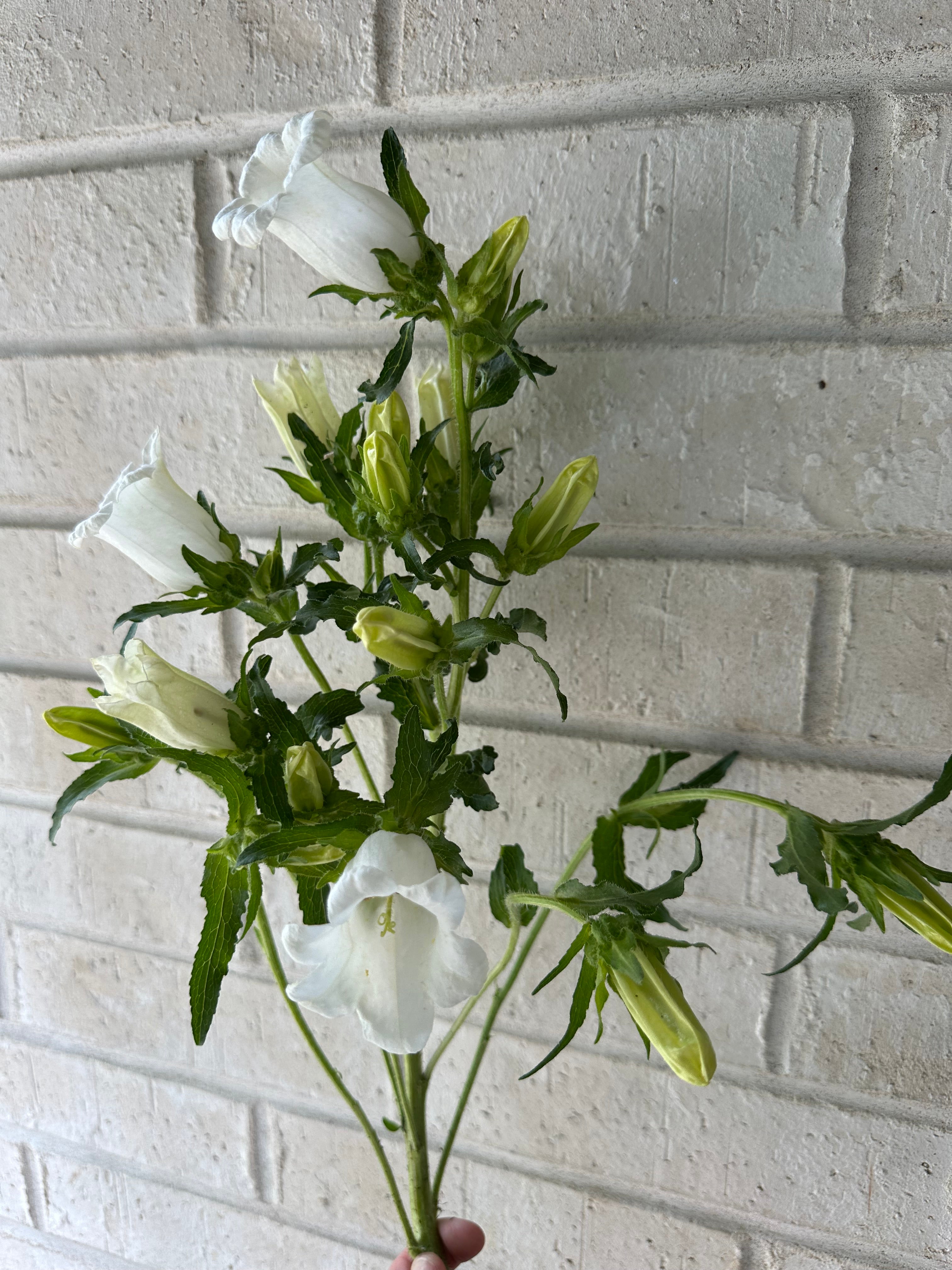 Campanula (Bell Flower)