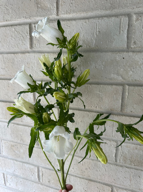 Campanula (Bell Flower)