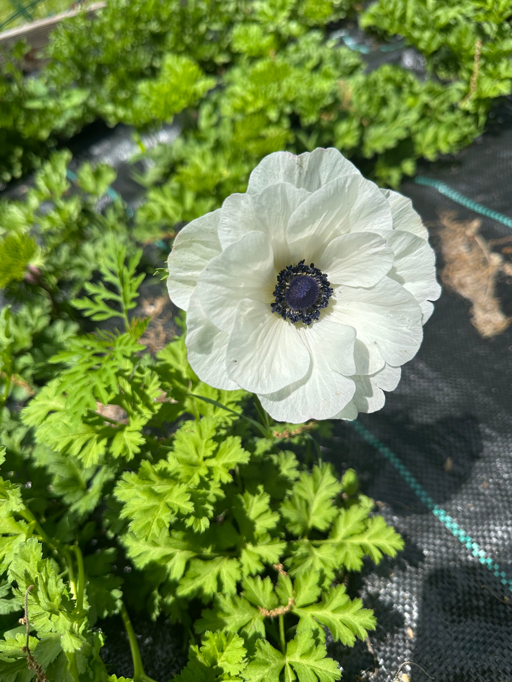 Anemone