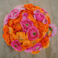 Ranunculus