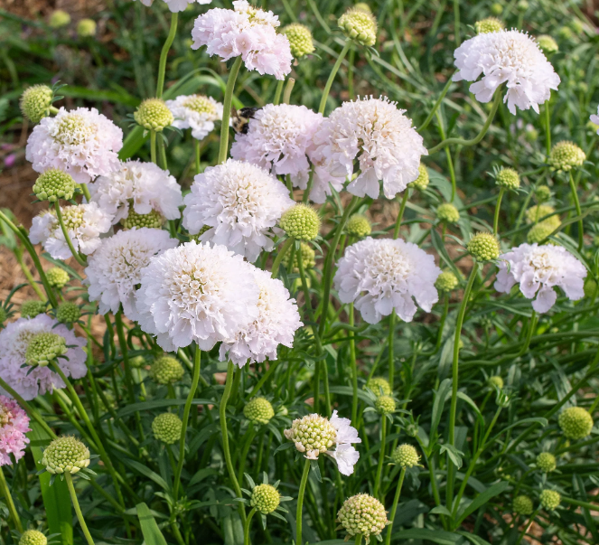 Scabiosa