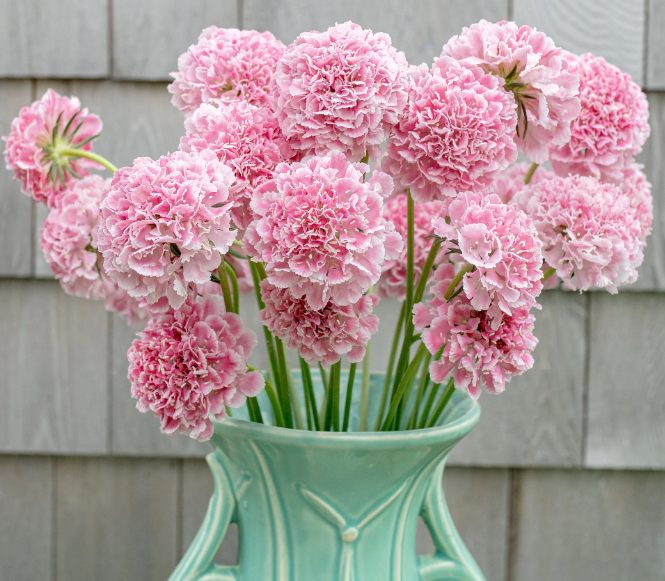 Scabiosa