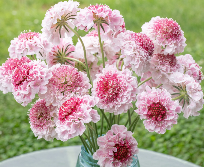Scabiosa
