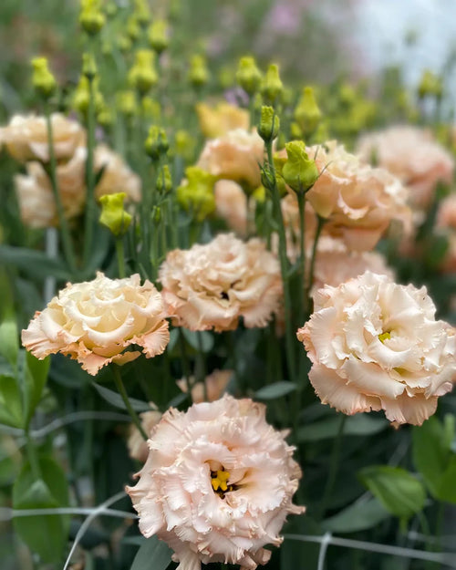 Lisianthus