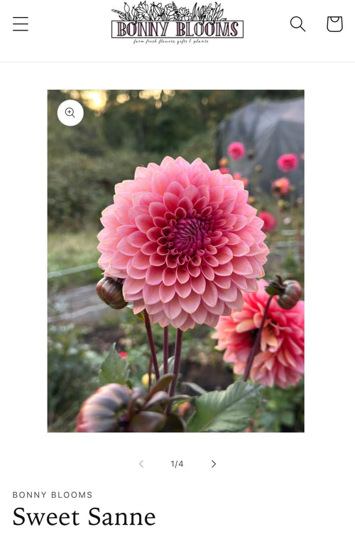 Dahlia