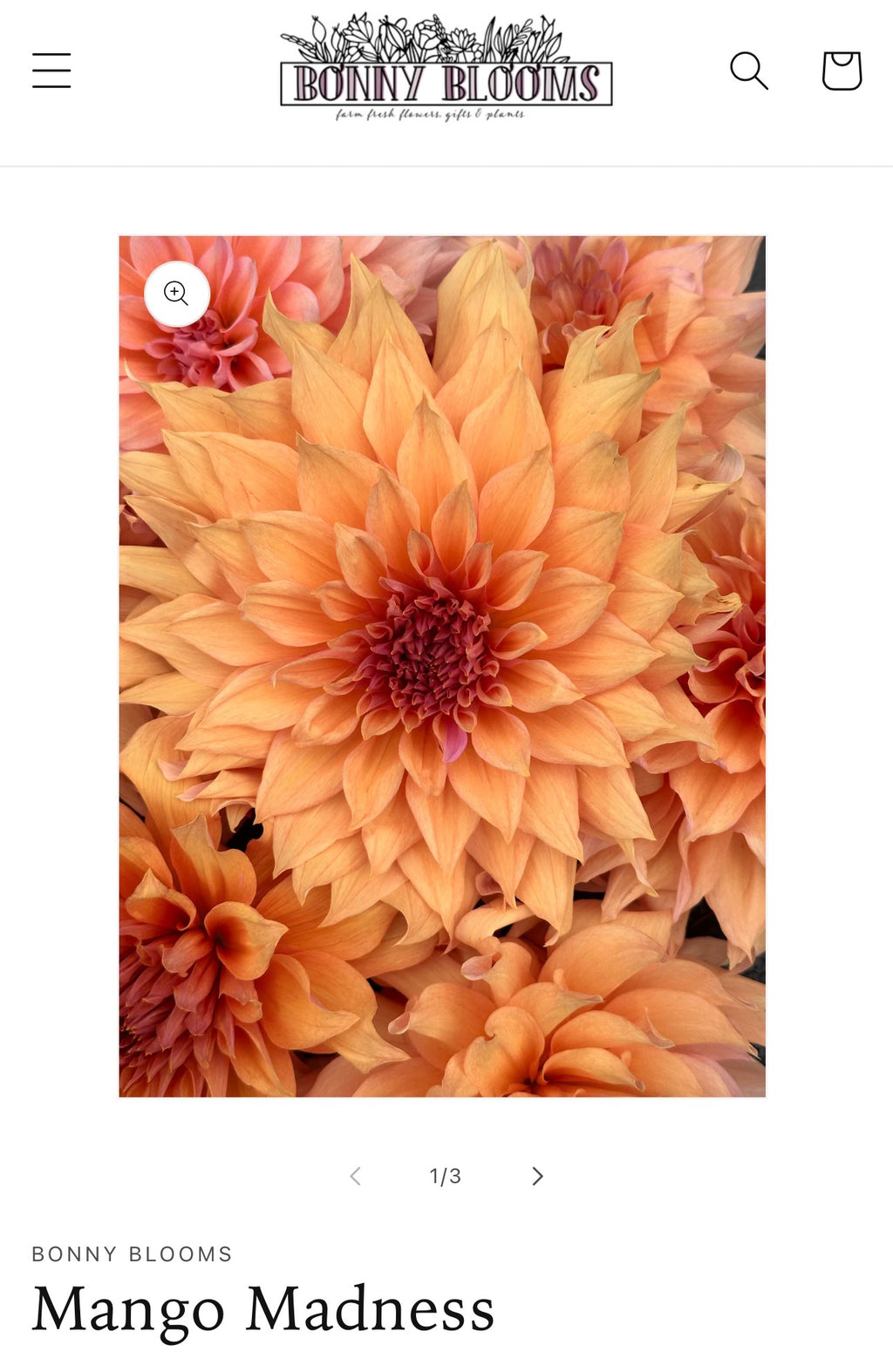 Dahlia