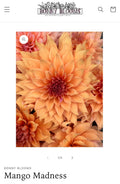 Dahlia