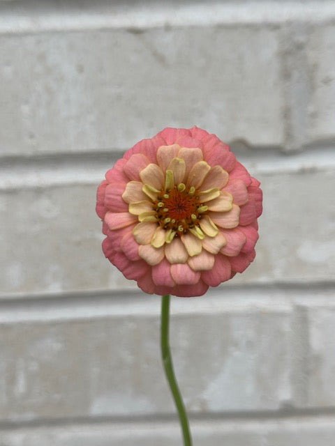 Zinnia
