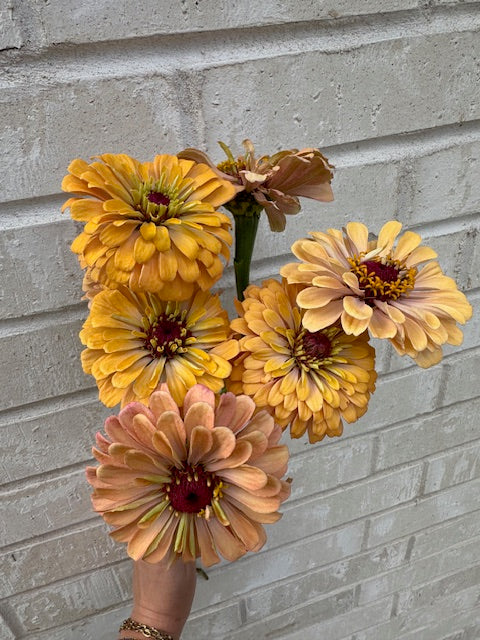 Zinnia
