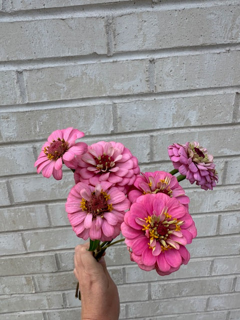 Zinnia