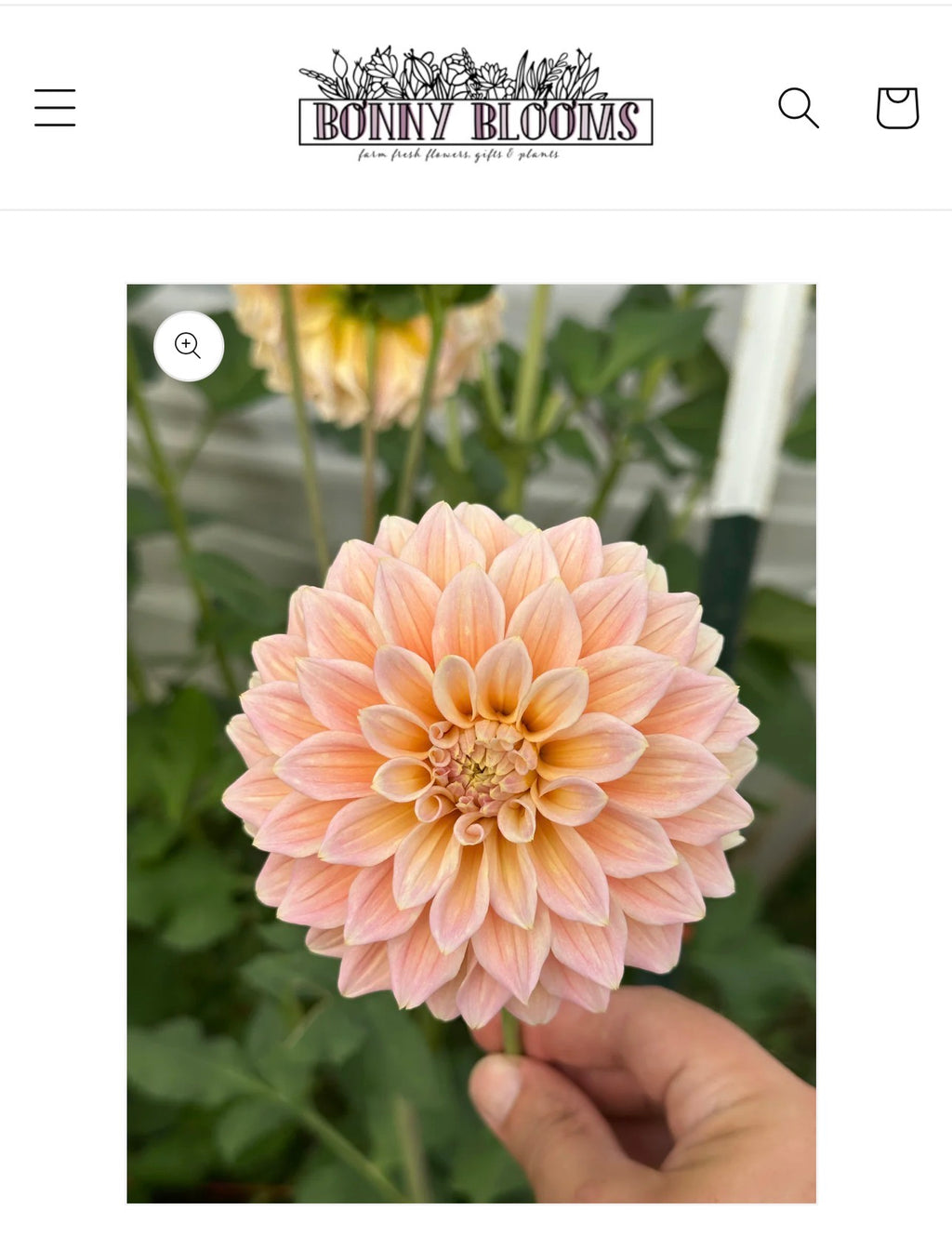 Dahlia