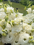 Lisianthus